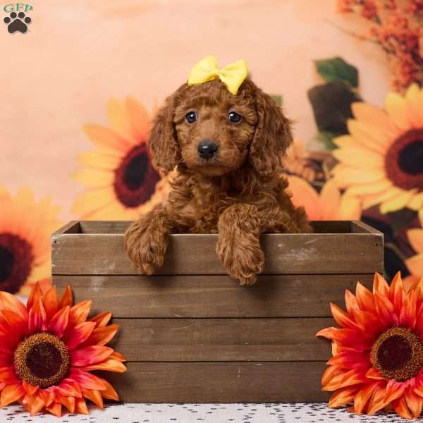 Callie, Miniature Poodle Puppy